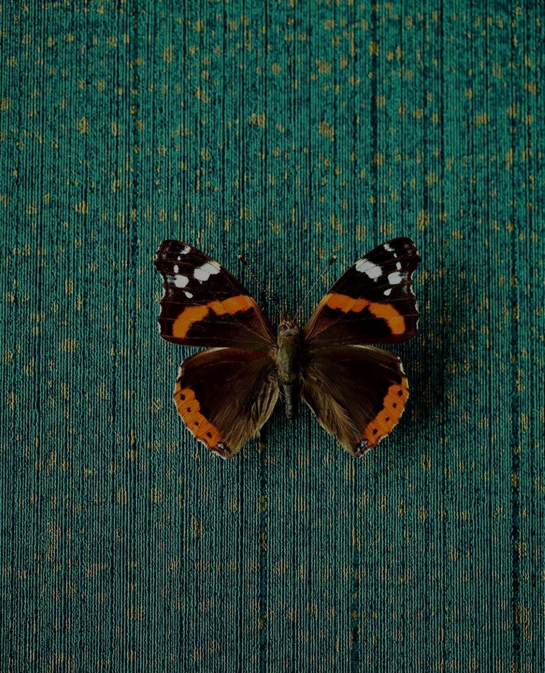 Reunited tapétakönyv / Eijffinger