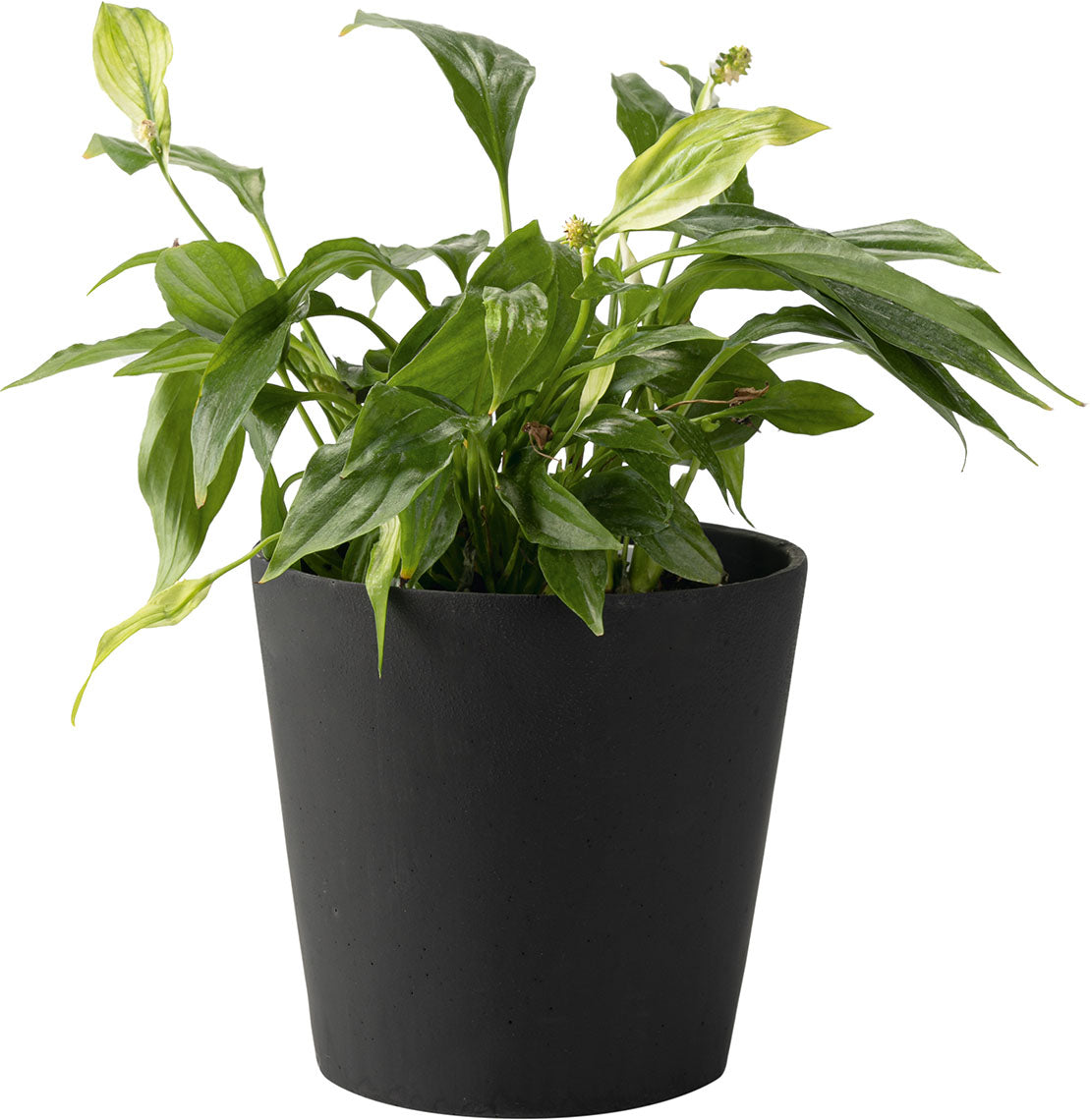 Kicsi plant pot Duno takaróelem