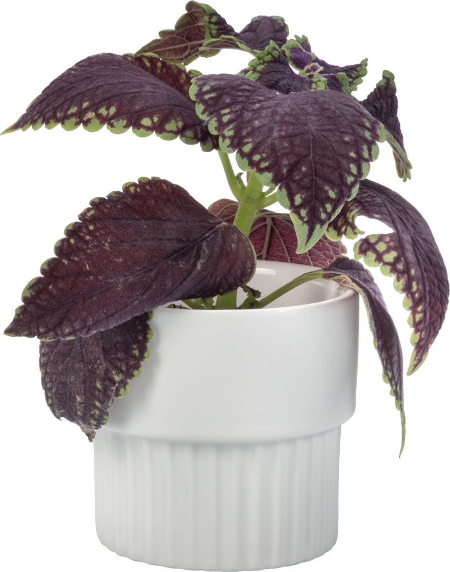 Plant pot Botanik I takaróelem