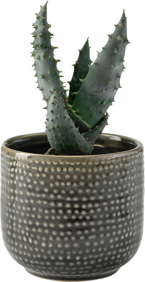 Kicsi plant pot Ligo takaróelem
