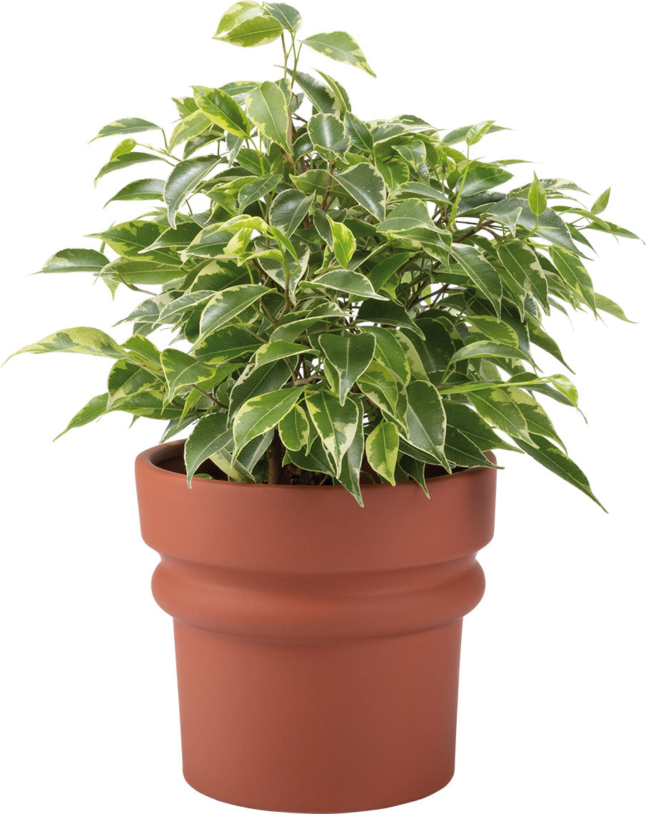 Plant Pot Qos takaróelem