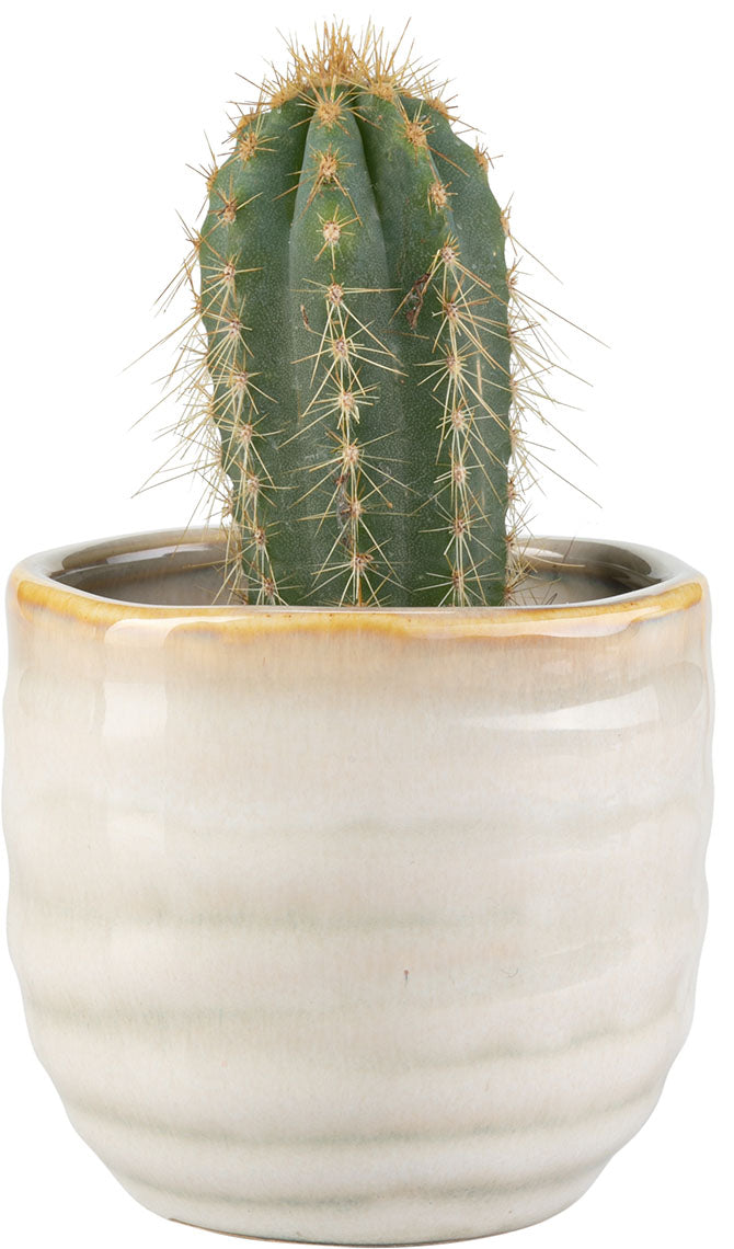 Kicsi plant pot Lig takaróelem
