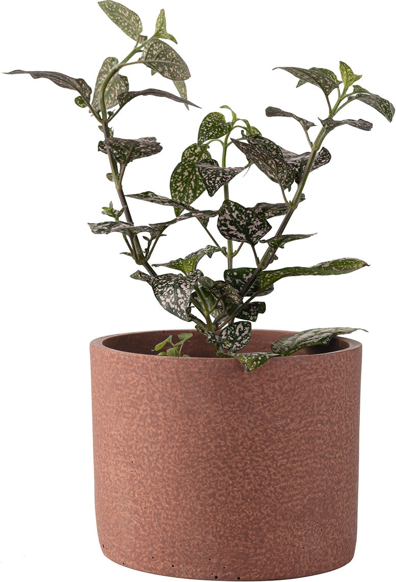 Kicsi plant pot Redo takaróelem